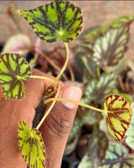 Begonia Tiger Paws (jiffy sized)