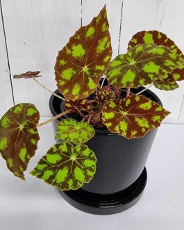 Begonia Tiger Paws (jiffy sized)
