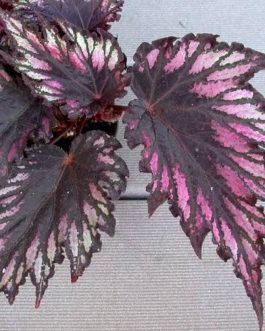 Begonia Helen Teupel (jiffy sized)