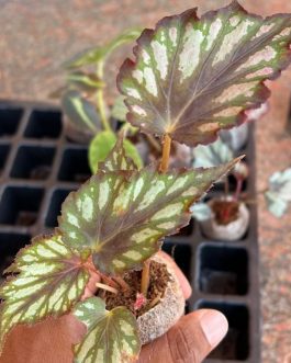 Begonia Helen Teupel (jiffy sized)