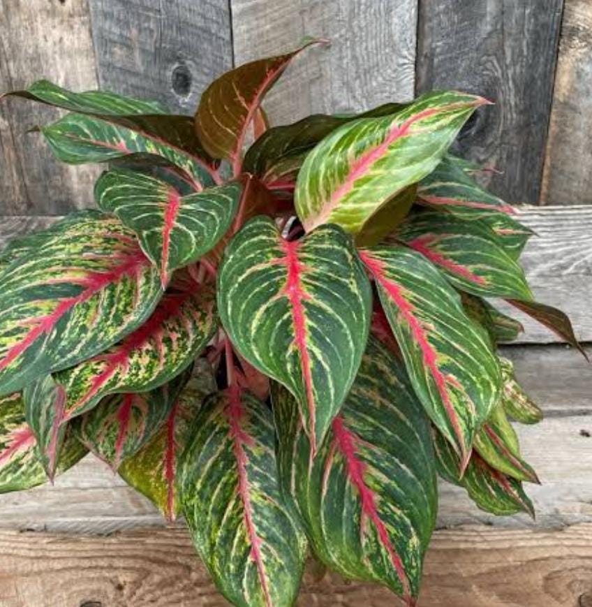 Aglaonema Red Emerald (single large plant)