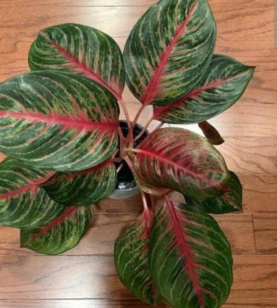 Aglaonema Red Emerald (single large plant) - Image 3