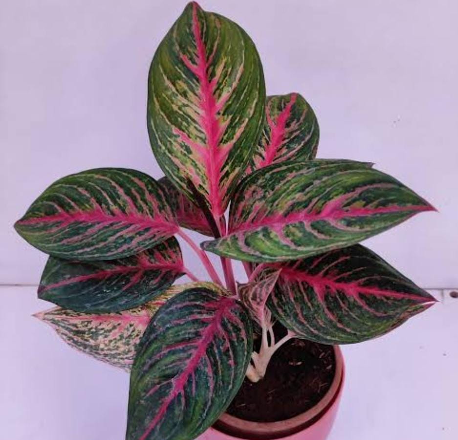 Aglaonema Red Emerald (single large plant) - Image 5