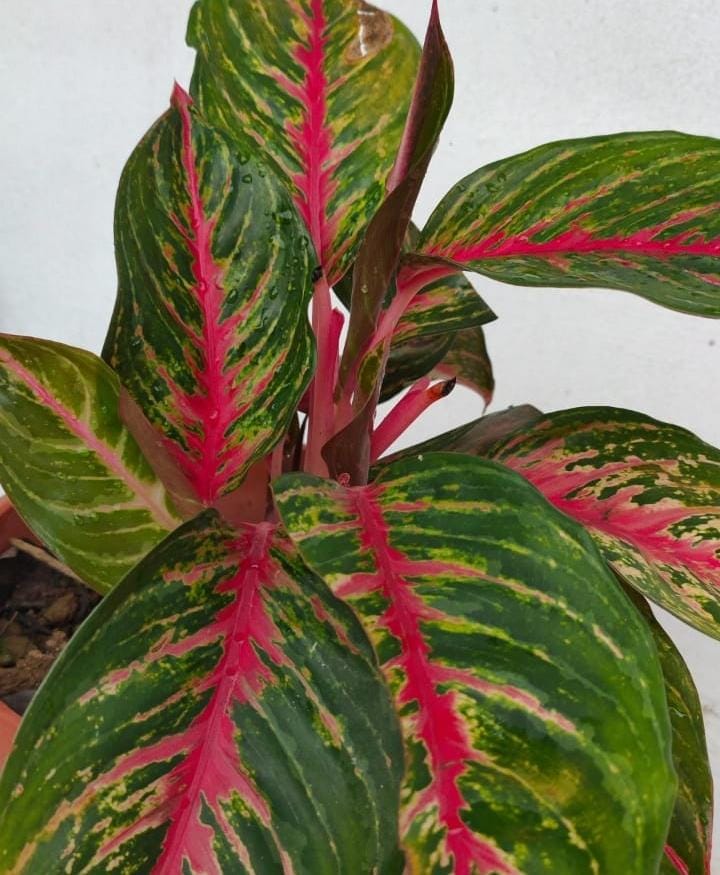 Aglaonema Red Emerald (single large plant) - Image 2