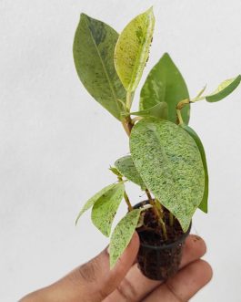 Ficus Elastica Rubber Shivereana (Single large plant )