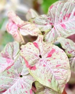 Syngonium Milk Confetti (plant clump jiffy)