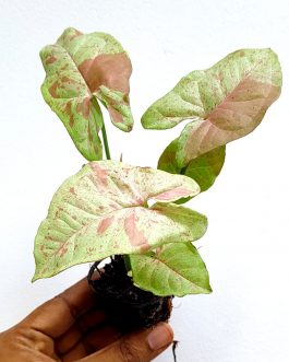 Syngonium Milk Confetti (plant clump jiffy)