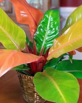 Philodendron prince of orange (small plant)