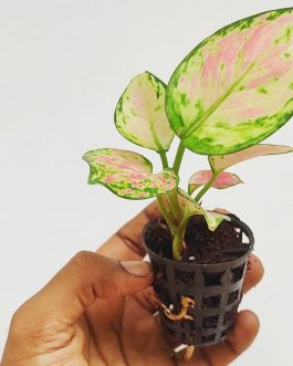 Agalonema red gold (single plant pot)