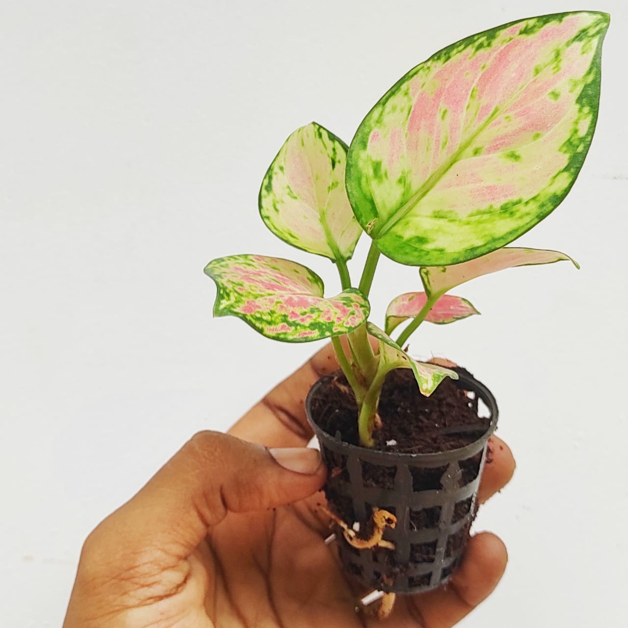 Agalonema red gold (single plant pot) - Image 2