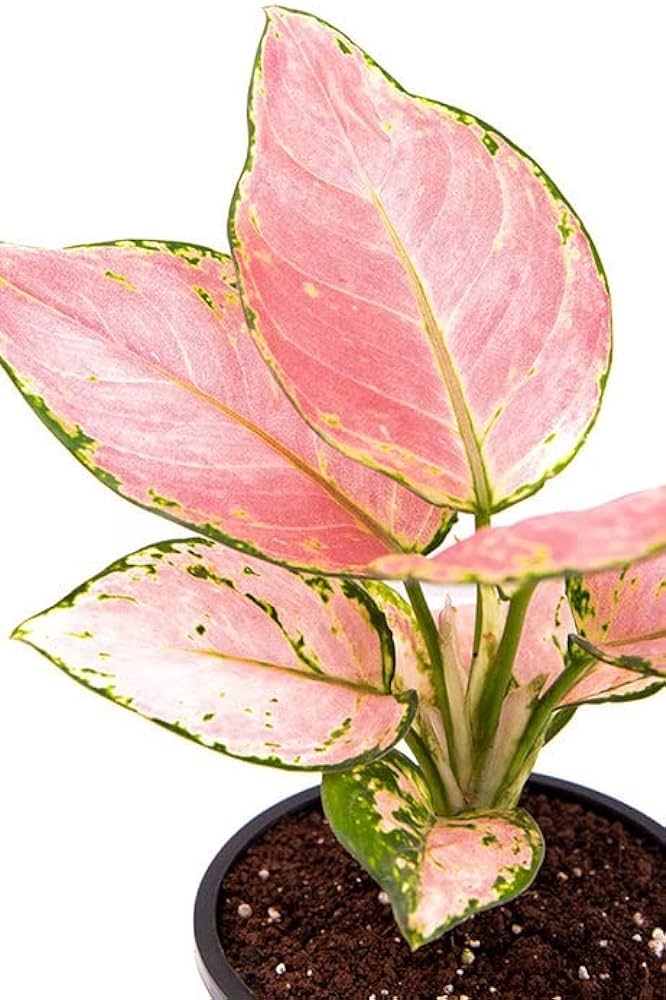 Agalonema red gold (single plant pot)