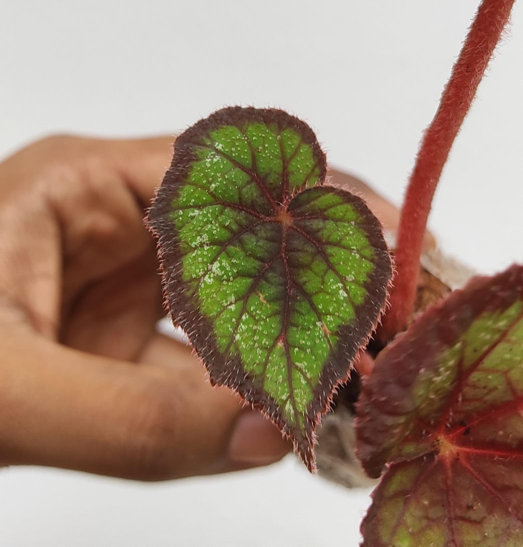 Begonia black knight(single plant jiffy) - Image 5