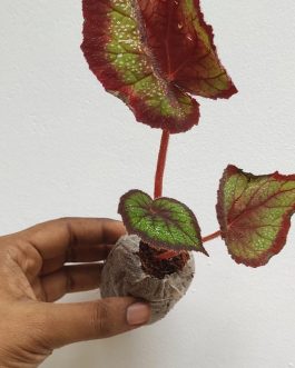 Begonia black knight(single plant jiffy)