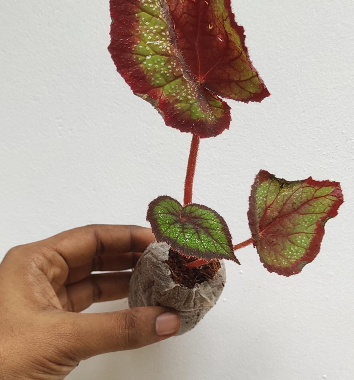 Begonia black knight(single plant jiffy) - Image 2