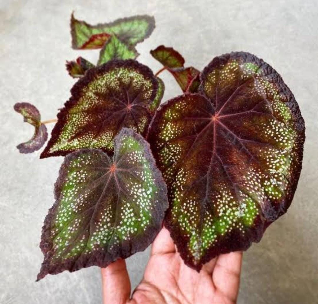 Begonia black knight(single plant jiffy) - Image 4