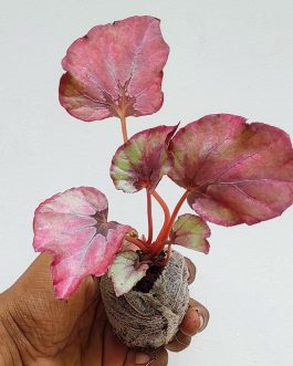 Begonia Red Bull (single plant jiffy)