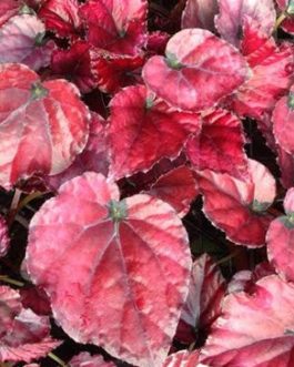 Begonia Red Bull (single plant jiffy)