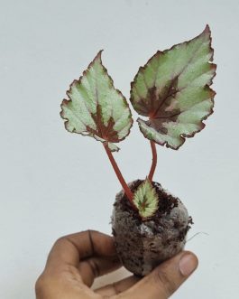 Begonia evening glow (single plant jiffy)