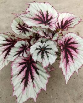 Begonia evening glow (single plant jiffy)