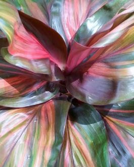 Cordyline rainbow chocolate Queen (single plant)