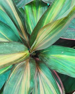 Cordyline rainbow chocolate Queen (single plant)
