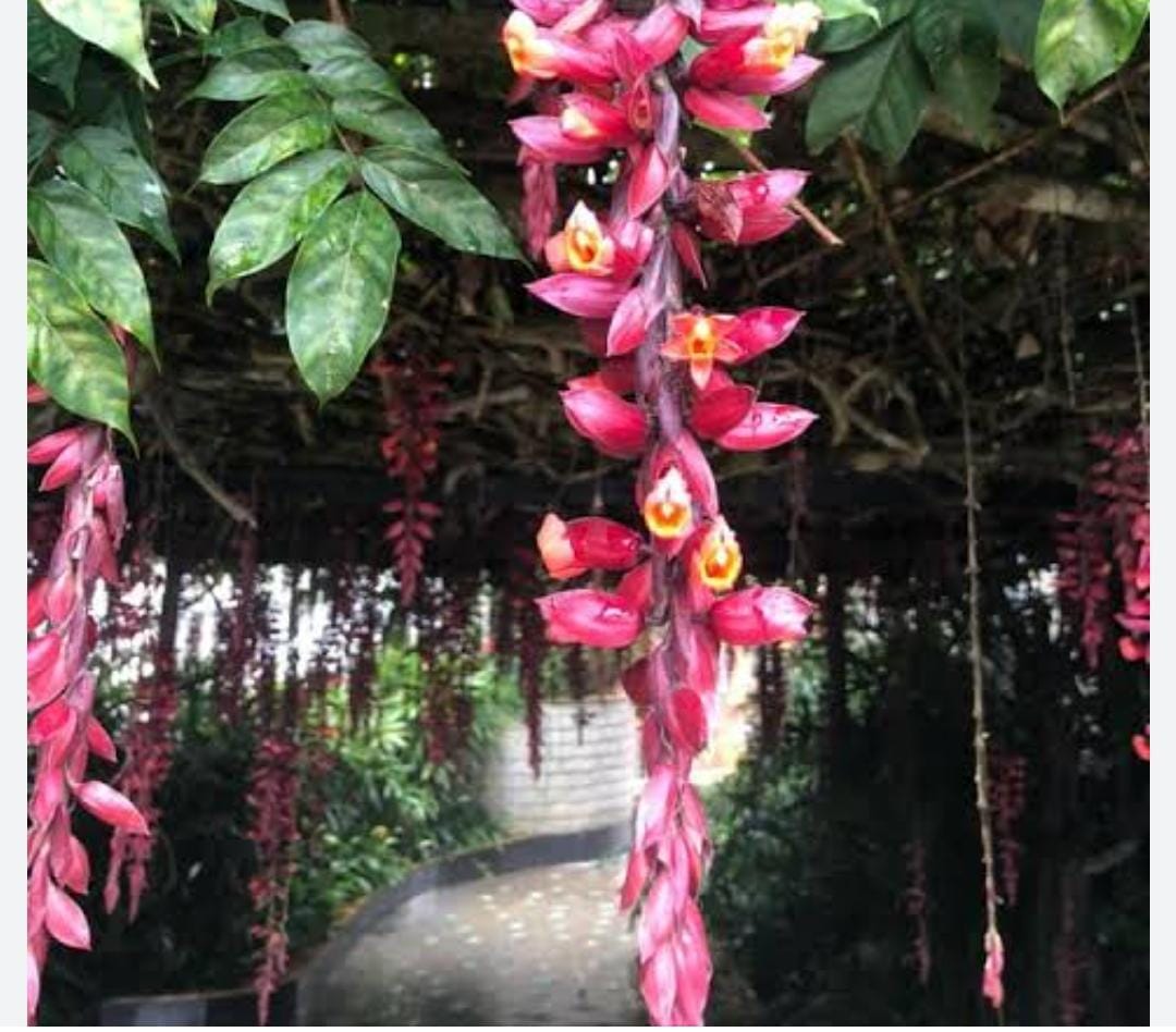 Thunbergia mysorensis (single plant) - Image 4