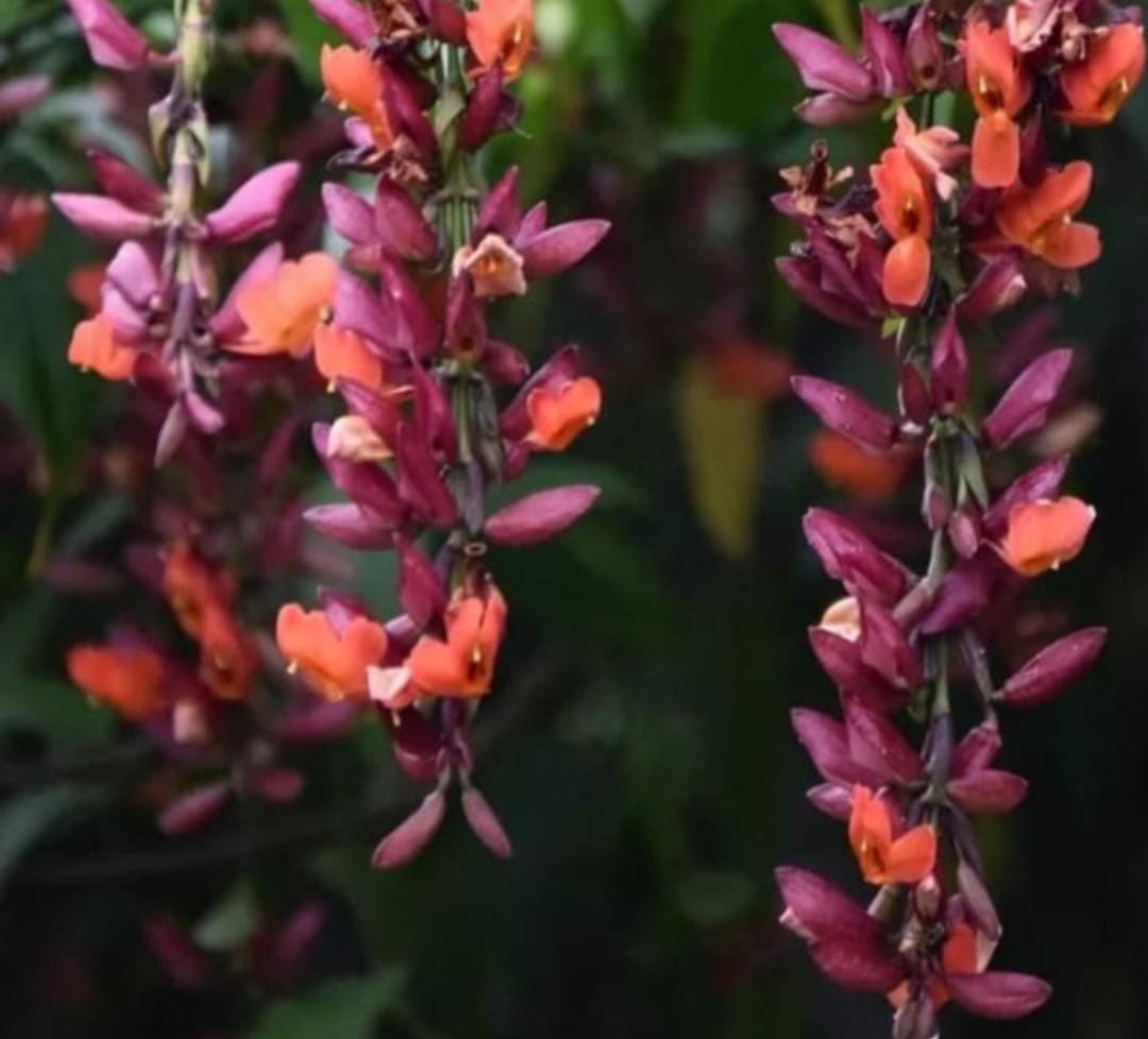 Thunbergia mysorensis (single plant) - Image 2