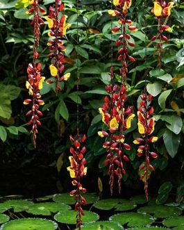 Thunbergia mysorensis (single plant)