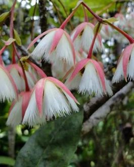 Fairy Petticoat (single plant)