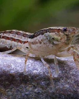 Blue Brazos dwarf crayfish ( 4 pcs)