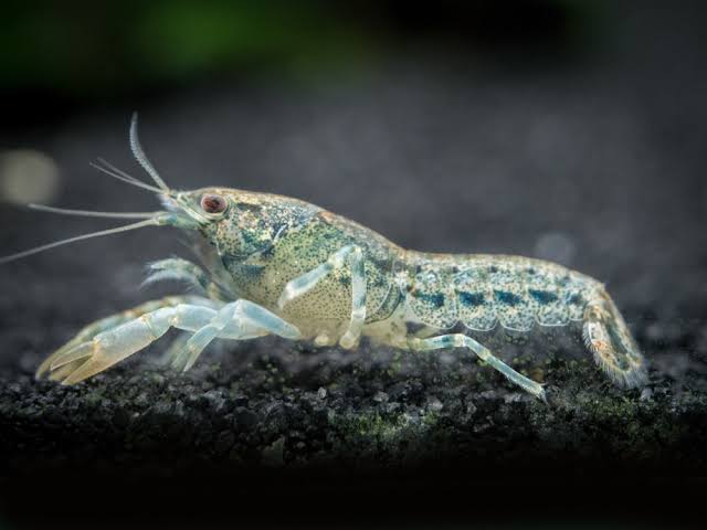 Blue Brazos dwarf crayfish ( 4 pcs) - Image 3