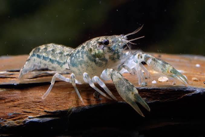 Blue Brazos dwarf crayfish ( 4 pcs) - Image 4