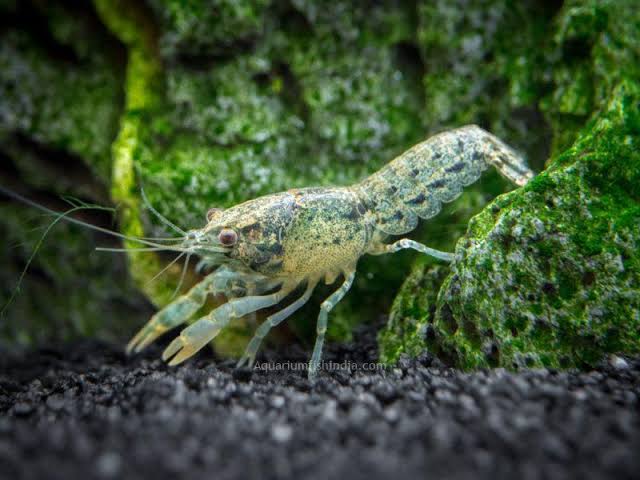 Blue Brazos dwarf crayfish ( 4 pcs) - Image 2