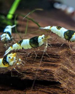 Crystal Black Shrimp ( 4 pcs)