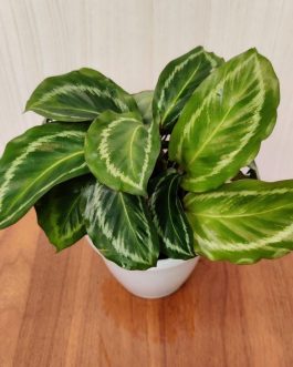 Calathea Jf Macbr (small plant pot)