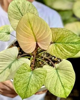 Homalomena Rubescens Mint (small single plant pot)