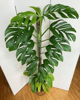 Monstera Pinnatipartita (small single plant pot)