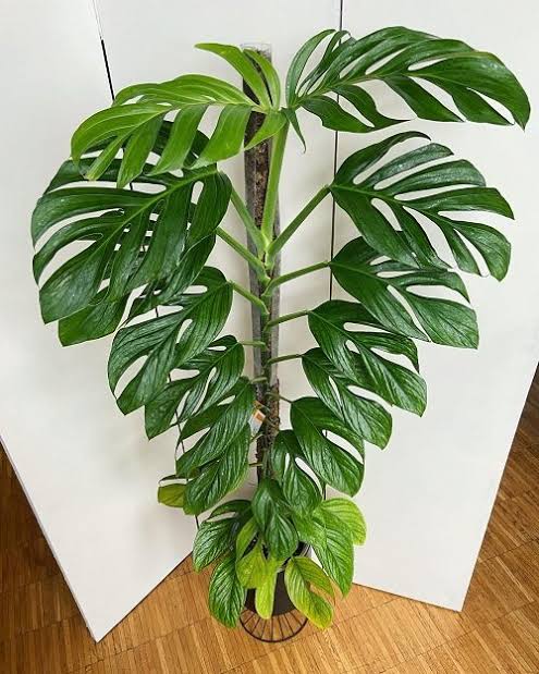 Monstera Pinnatipartita (small single plant pot)