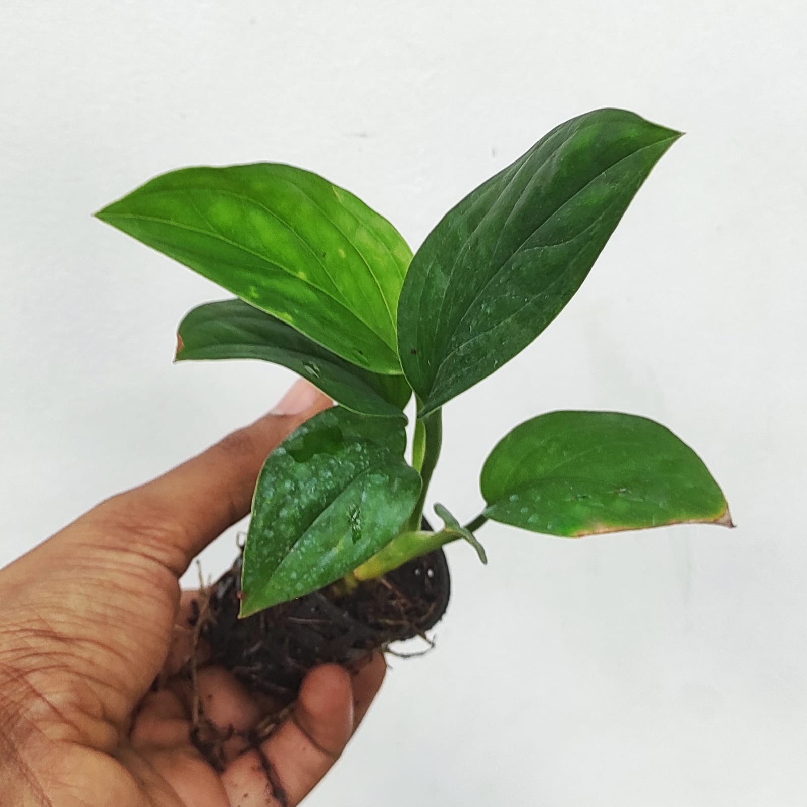 Monstera Pinnatipartita (small single plant pot) - Image 2