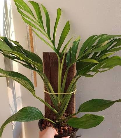 Monstera Pinnatipartita (small single plant pot) - Image 3