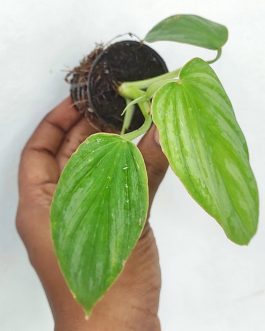 Philodendron Mamei Silver Cloud (small single plant pot)