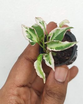 Syngonium starlite (small plant pot)