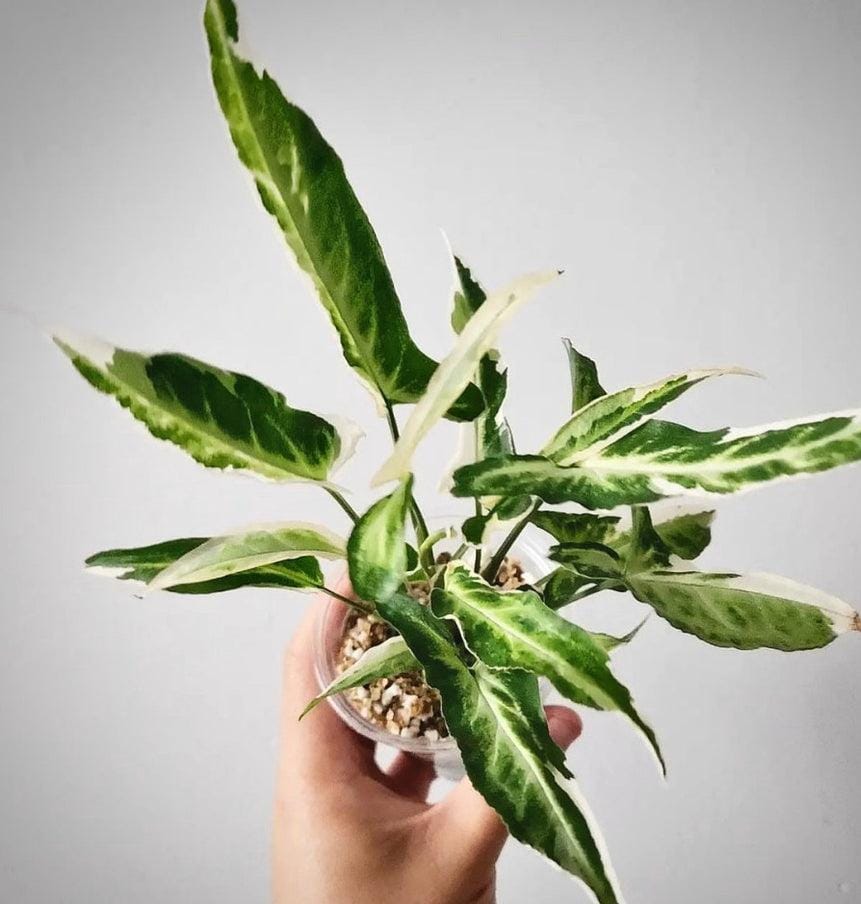 Syngonium starlite (small plant pot) - Image 4