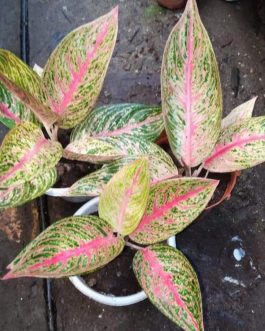 Aglonema pink panther (small single plant pot)