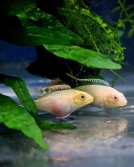 Albino kribensis ( 4 pcs)