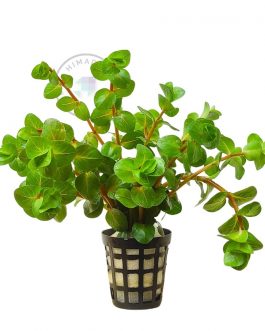 Rotala sp Big Bear (large pot)