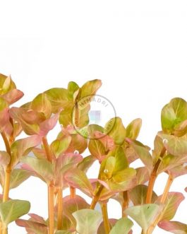 Rotala sp Big Bear (large pot)