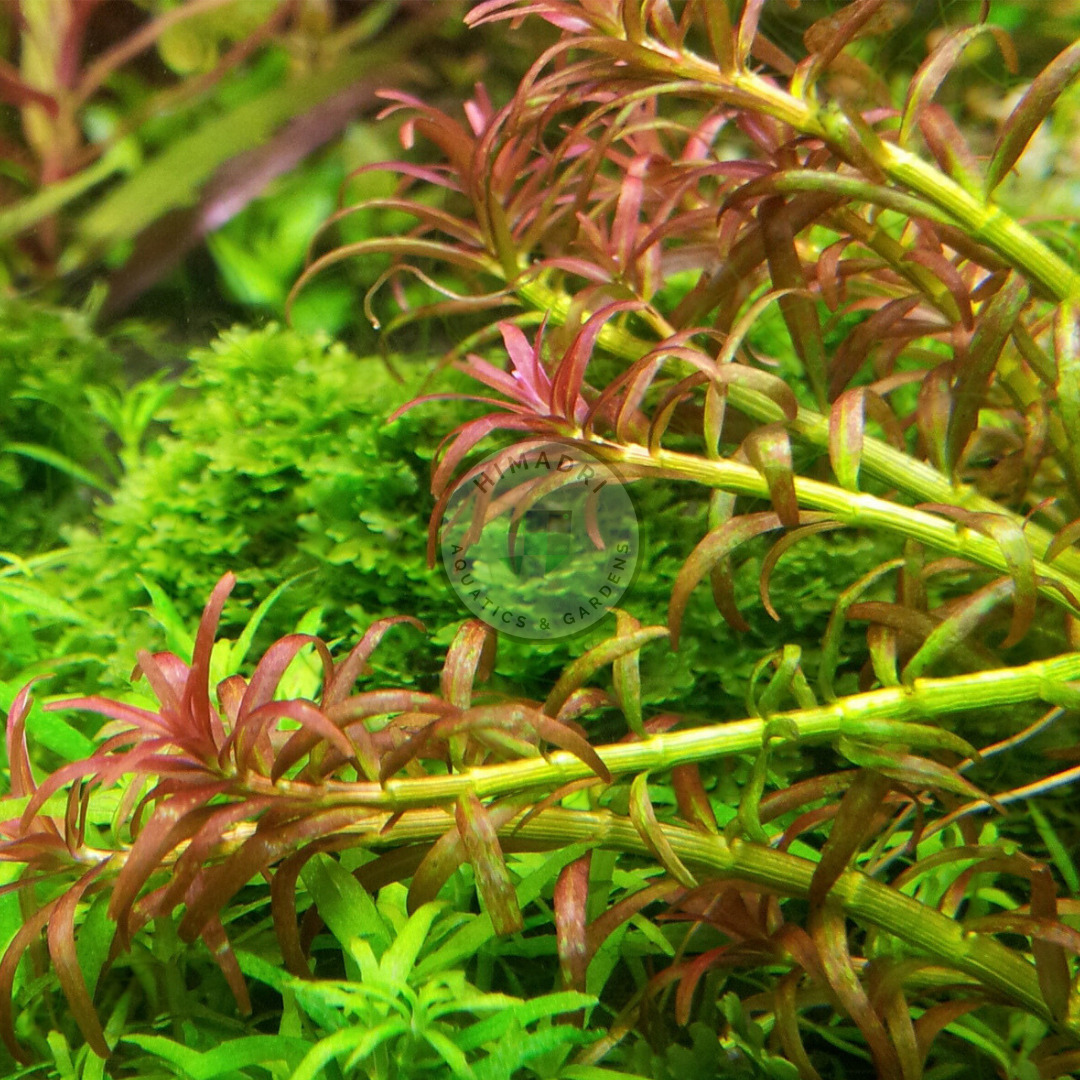 Rotala Goias/ Red carpeting rotala/ Rotala Mexicana Goias (6 stems) - Image 9