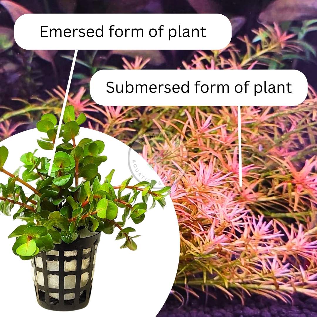 Rotala Goias/ Red carpeting rotala/ Rotala Mexicana Goias (6 stems) - Image 6