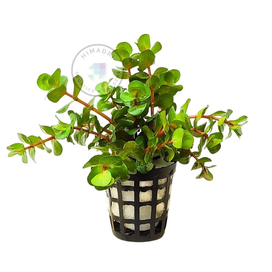 Rotala Goias/ Red carpeting rotala/ Rotala Mexicana Goias (6 stems) - Image 5